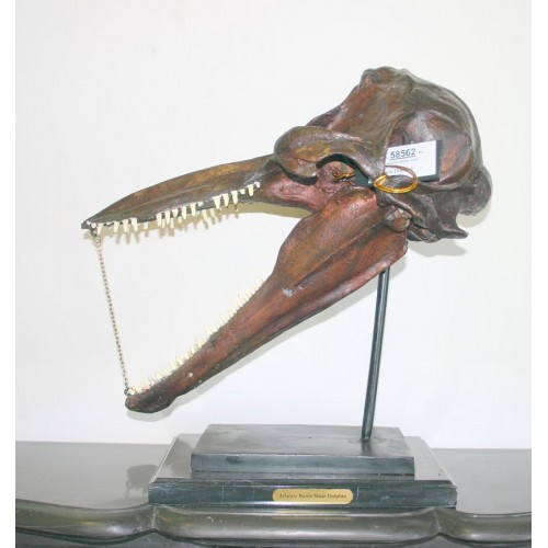 Fosílna lebka delfína - bronzová socha