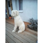 Pes buldog